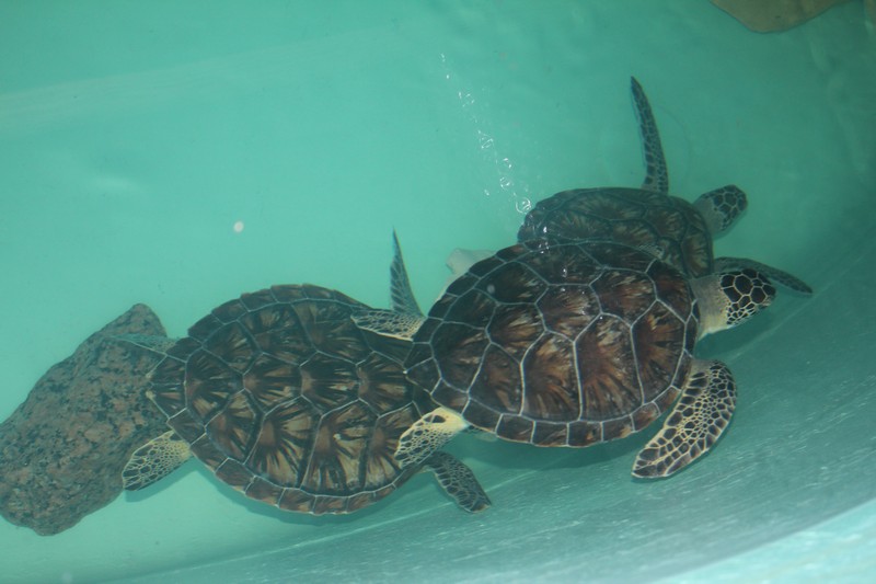 Sea Turtle Inc. South Padre Island
